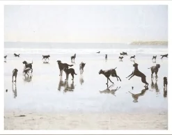 Beach Dogs - Medium