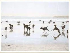 Beach Dogs Small